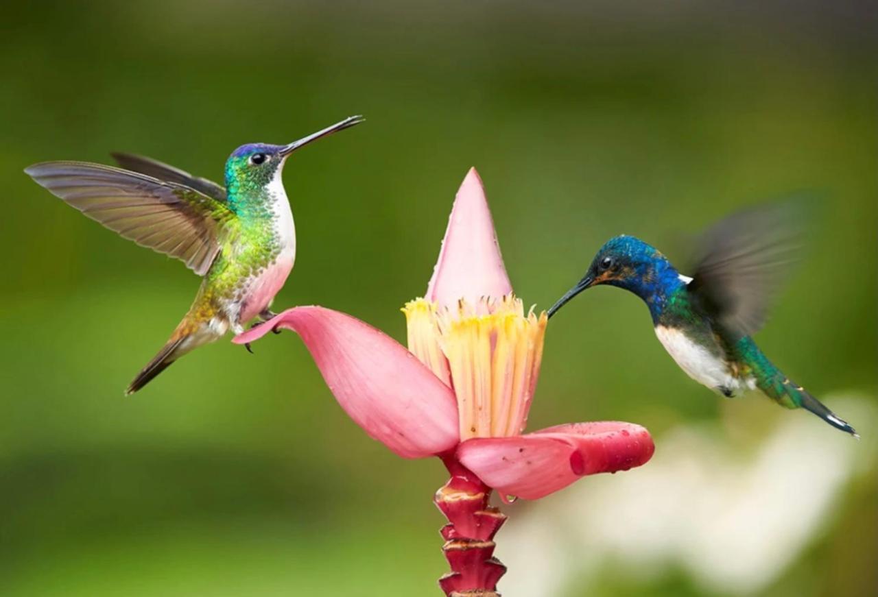 Hummingbird Retreat - Luxury Oceanview Apt, 7-Minute Walk To Beach Ocho Rios Kültér fotó